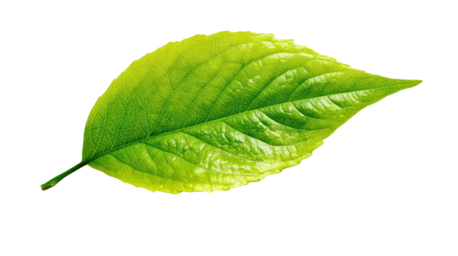 Vibrant Green Leaf, isolated on transparent background, perfect cutout, PNG