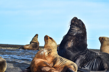 Sea lions, Chubut, Argentina.