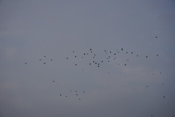 flock of birds in flight against a clear sky
