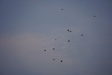 birds flying against a pale sky