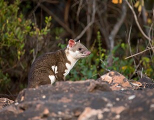 Obraz premium A small marsupial sits on rocks, surrounded by foliage