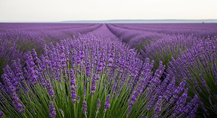 Fototapeta premium Stunning Field of Blooming Lavender Flowers Landscape Photography for Relaxation and Aromatherapy Use Stock Image