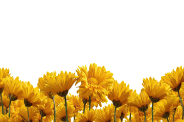 Yellow flowers in a dense cluster