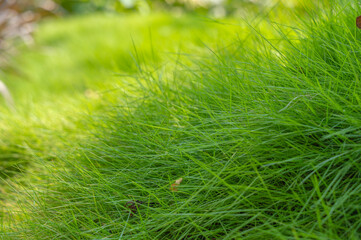 Grass background. afternoon sunlight on the grass in the garden.