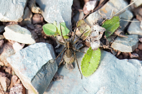 Spotted wolf spider, Pardosa amentata