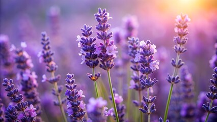 Obraz premium Closeup of blooming purple lavender flowers in a field with soft sunlight and bokeh background, evoking a sense of natural beauty and tranquility