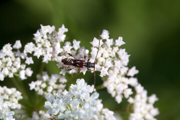 The longhorn beetle Molorchus minor