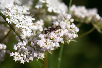 The longhorn beetle Molorchus minor