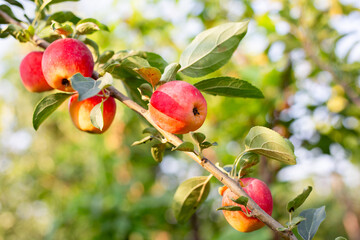 Red and yellow apples ripen on the branch, displaying beauty and a bountiful harvest.