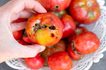 Hand holding a tomato affected by disease, the result of infestation by caterpillars. Crop failure.