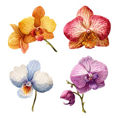 Four vibrant orchid blossoms in a grid arrangement, showcasing a range of colors from orange-yellow to pink-purple and light blue.  Detailed botanical illustration style