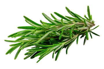 Fototapeta premium Fresh rosemary sprigs on black background