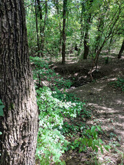 Obraz premium Shaded Woodland Floor with Tree Trunks