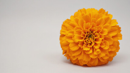 Bloom of a marigold in full close-up revealing inner petal structure and texture against light backdrop