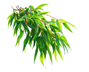 Obraz premium Lush green leaves branch cluster