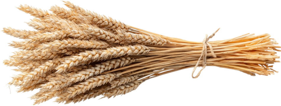 Tied bunch of light beige wheat stalks