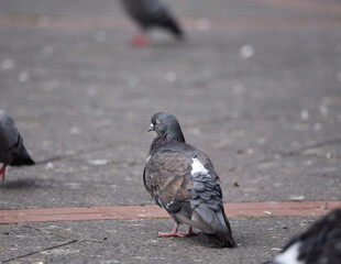 A closeup shot of a city pigeon, columba livia forma urbana, on an asphalt road standing still with its eyes closed, surrounded by other birds. Concept of peace and calm. 