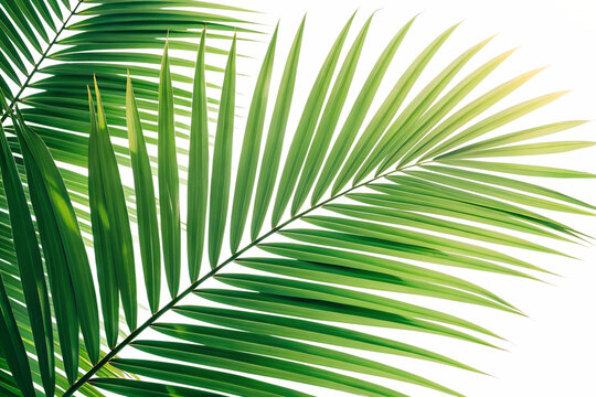 Lush green palm leaves isolated on transparent background, creating a vibrant tropical scene with detailed textures and natural light