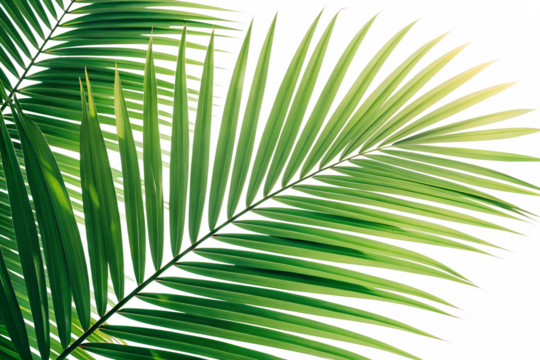 Lush green palm leaves isolated on transparent background, creating a vibrant tropical scene with detailed textures and natural light