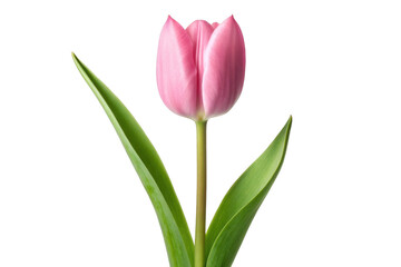 Fototapeta premium A single pink tulip with green leaves isolated on transparent background