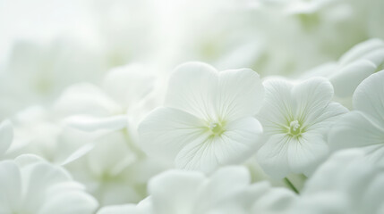 Obraz premium Gentle petals of white flowers create serene and calming atmosphere, showcasing delicate beauty and purity. soft hues and intricate details evoke sense of tranquility and peace