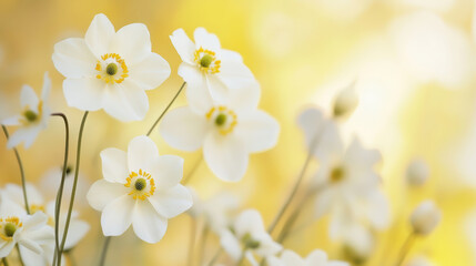 Obraz premium Soft yellow highlights on white flowers create tranquil atmosphere, evoking feelings of peace and serenity. delicate petals and gentle colors enhance beauty of nature