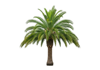 Obraz premium A lush green palm tree with a textured brown trunk isolated on transparent background