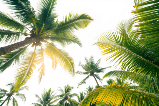 Palm trees against the sky, a tropical paradise with sun shining through the leaves isolated on transparent background