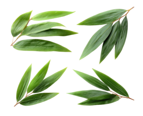Fresh green leaves arranged in a cross pattern