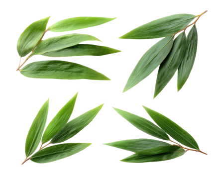 Fresh green leaves arranged in a cross pattern