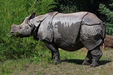 Naklejka premium rhino in the wild