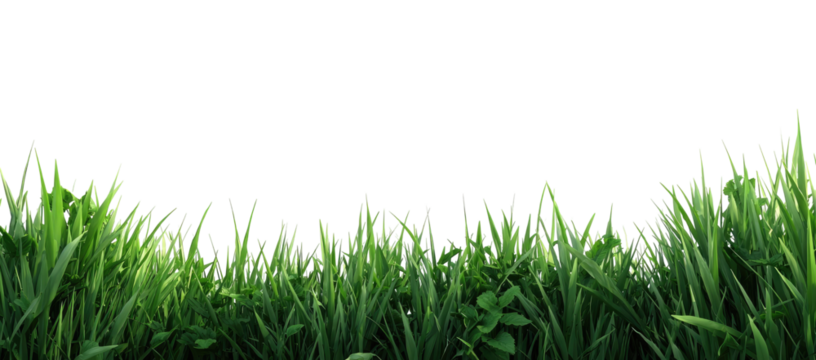 Lush green grass field (4)