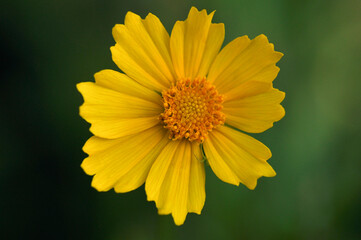 Bright yellow flower close-up on green bokeh backgroun