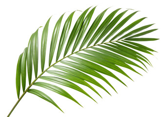 Obraz premium Closeup of a vibrant green palm leaf isolated on transparent background, showcasing its intricate details and natural beauty