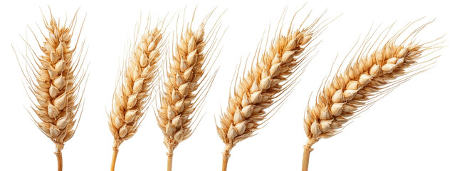 Four wheat stalks against a black background