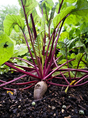 Organic beetroot with root, green leaves, and red stems growing in a natural garden setting.