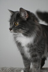 Grey Tabby Housecat closeup