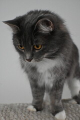 Grey Tabby Housecat closeup