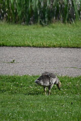 Flock of Geese walking and eating around pond