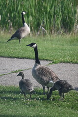 Flock of Geese walking and eating around pond