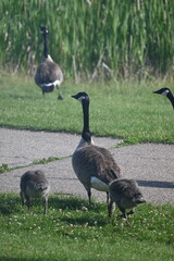 Flock of Geese walking and eating around pond