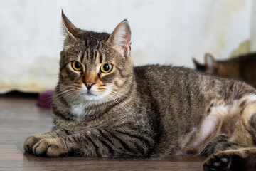 A domestic cat is laying comfortably on the floor, gazing at the camera lens