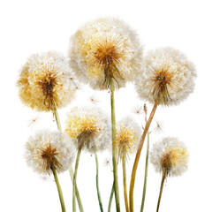 Obraz premium Cluster of dandelion seed heads (1)