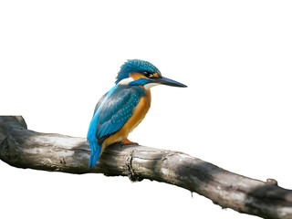 Fototapeta premium Colorful kingfisher perched on branch against soft green background.