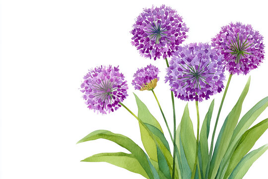 Vibrant purple alliums bloom with lush green leaves, capturing the essence of spring in a delightful watercolor painting filled with color and life