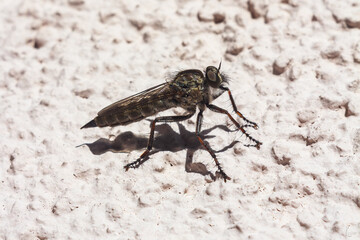 A sharp, detailed macro shot of a menacing robber fly, showcasing its intricate features and hairy legs, as it rests on a textured white wall in bright sunlight.