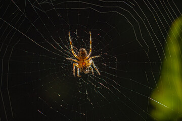 A stunning low-angle close-up of an orb-weaver spider on its intricate web. Sunlight highlights the delicate silk threads and the detailed underside of the spider's abdomen against a dark background.