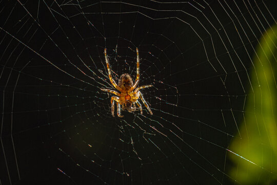 A stunning low-angle close-up of an orb-weaver spider on its intricate web. Sunlight highlights the delicate silk threads and the detailed underside of the spider's abdomen against a dark background. - Powered by Adobe
