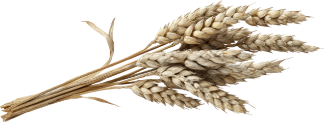 Dried wheat heads clustered on stalks