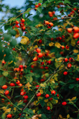 Vibrant red berries contrast with lush green leaves in a natural garden setting during autumn